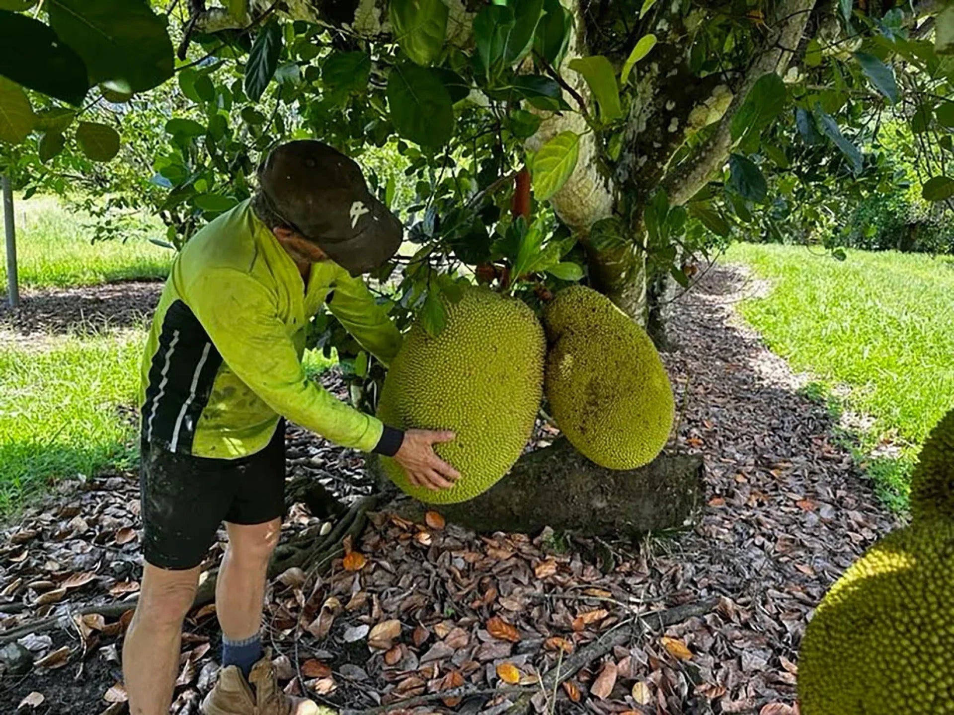 🌳 DETAILED GUIDE TO GROWING JACKFRUIT (ARTOCARPUS HETEROPHYLLUS)