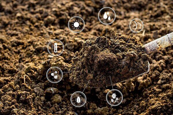 Fruit Tree Fertilizers Explained: 6 Essentials for Bigger Yields and Better Flavor