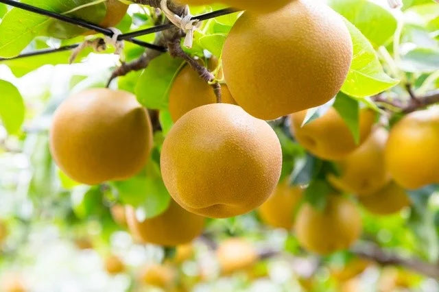 🌳 DETAILED GUIDE TO GROWING NASHI PEAR (PYRUS PYRIFOLIA)