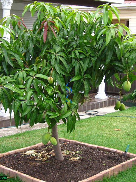6 Reasons Your Trees Won't Fruit