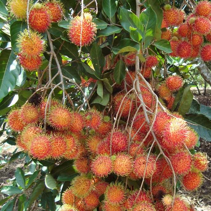 🌳 Rambutan Seedling – A Unique Tropical Fruit