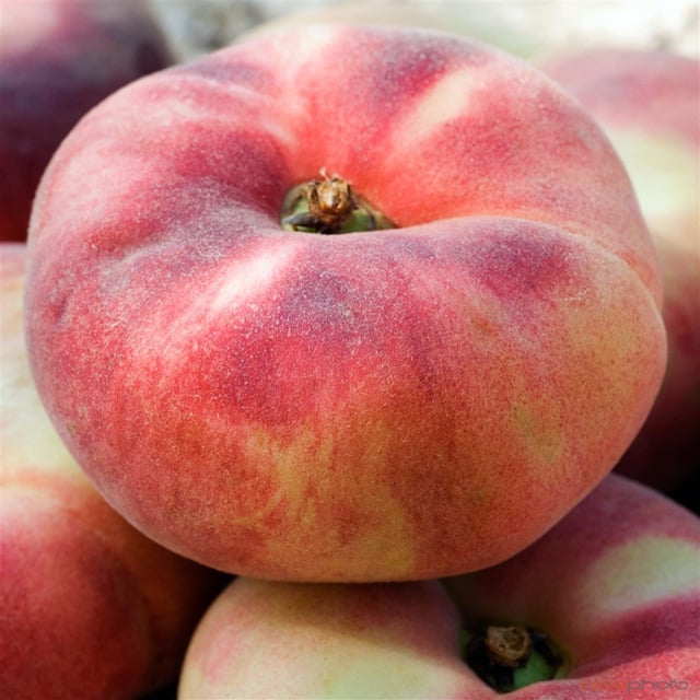 Saturn Peach (VOTED THE BEST-TASTING PEACH IN THE WORLD )