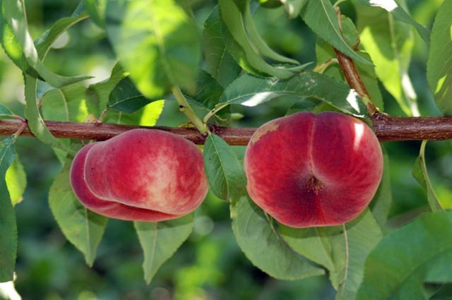 Saturn Peach (VOTED THE BEST-TASTING PEACH IN THE WORLD )