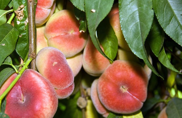 Saturn Peach (VOTED THE BEST-TASTING PEACH IN THE WORLD )