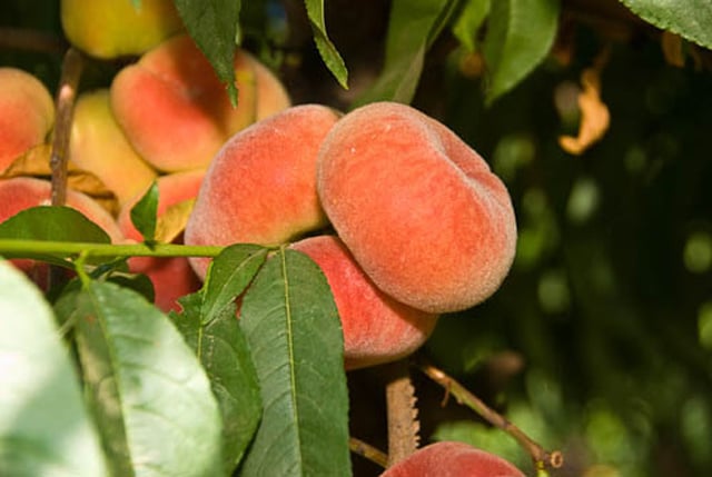 Saturn Peach (VOTED THE BEST-TASTING PEACH IN THE WORLD )