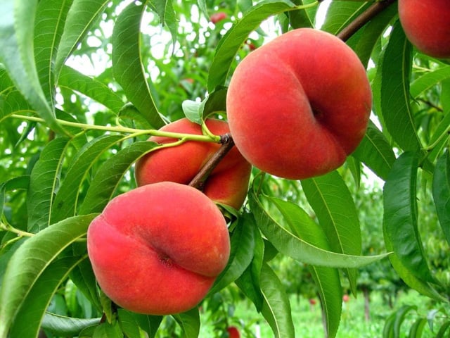 Saturn Peach (VOTED THE BEST-TASTING PEACH IN THE WORLD )