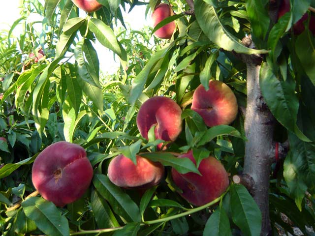 Saturn Peach (VOTED THE BEST-TASTING PEACH IN THE WORLD )