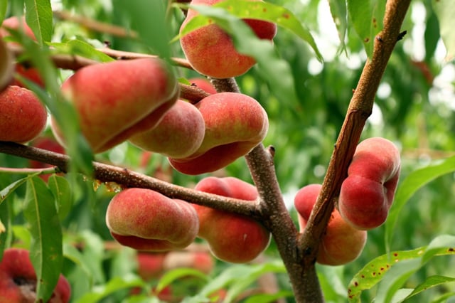 Saturn Peach (VOTED THE BEST-TASTING PEACH IN THE WORLD )