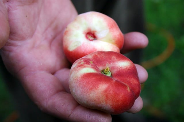 Saturn Peach (VOTED THE BEST-TASTING PEACH IN THE WORLD )