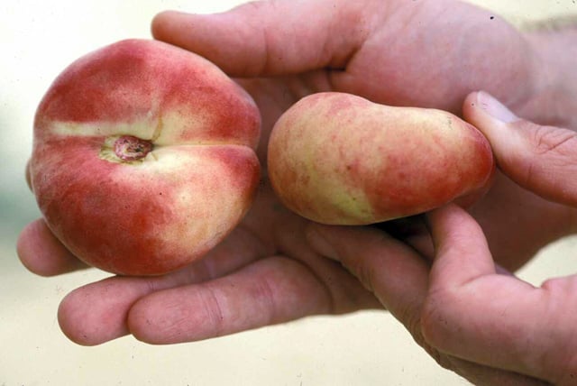 Saturn Peach (VOTED THE BEST-TASTING PEACH IN THE WORLD )