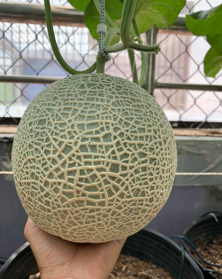 Japanese Yubari King Melon