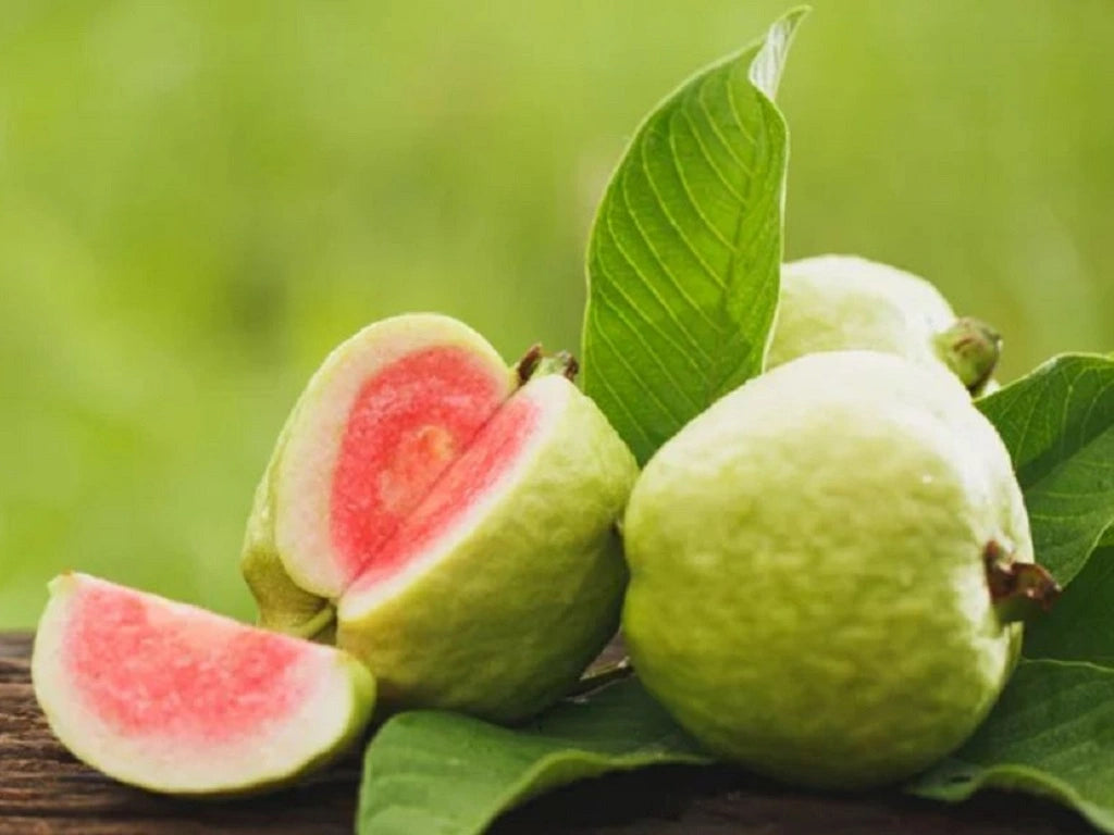 🌳 Pink Guava Seedling – Sweet, Refreshing, and Nutritious Fruit