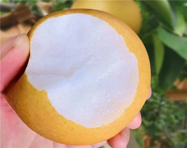 Asian Pear (also known as Nashi Pear or Apple Pear)