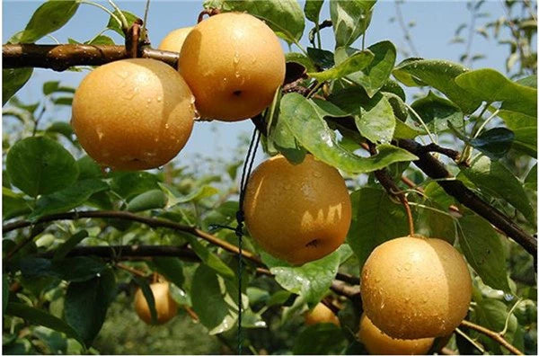 Asian Pear (also known as Nashi Pear or Apple Pear)