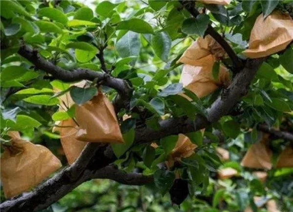 Asian Pear (also known as Nashi Pear or Apple Pear)