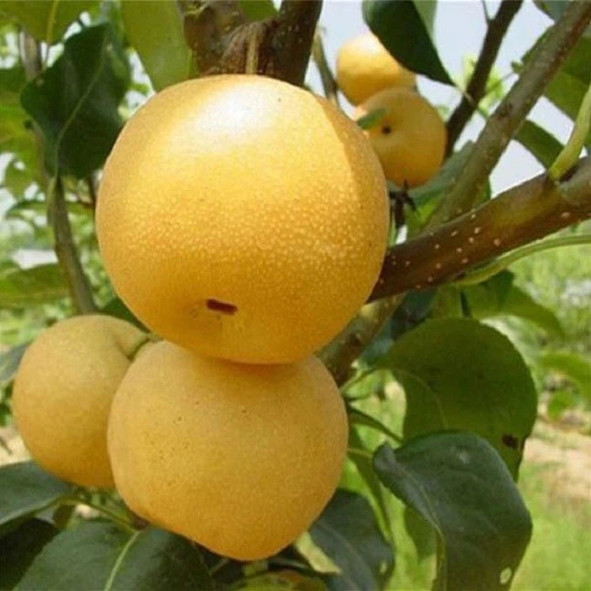 Asian Pear (also known as Nashi Pear or Apple Pear)