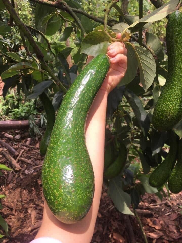 Long Neck Avocado Tree