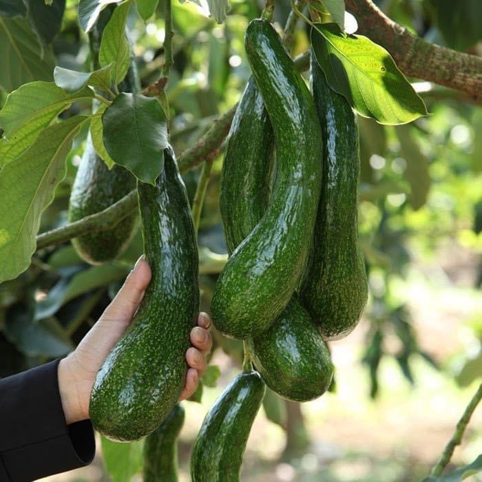 Long Neck Avocado Tree