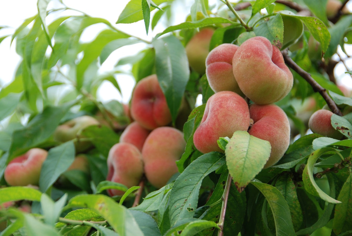 Saturn Peach (VOTED THE BEST-TASTING PEACH IN THE WORLD )