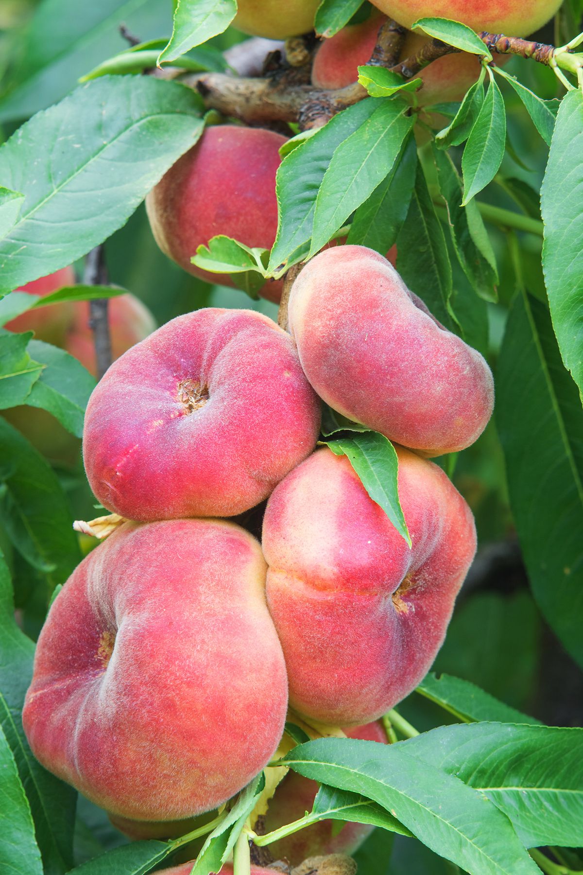 Saturn Peach (VOTED THE BEST-TASTING PEACH IN THE WORLD )