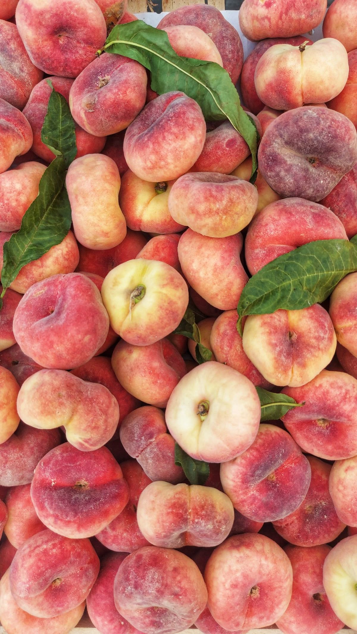 Saturn Peach (VOTED THE BEST-TASTING PEACH IN THE WORLD )