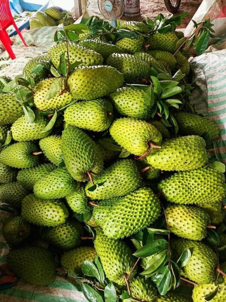 Soursop Seedling – A Precious Tropical Fruit
