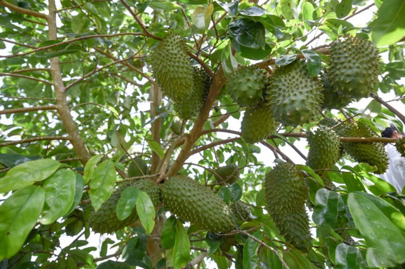 Soursop Seedling – A Precious Tropical Fruit