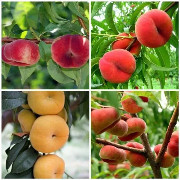 Saturn Peach (VOTED THE BEST-TASTING PEACH IN THE WORLD )