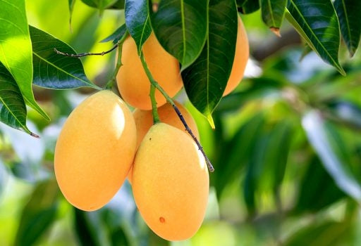 🥭 Alphonso Mango – King of Mangoes 👑