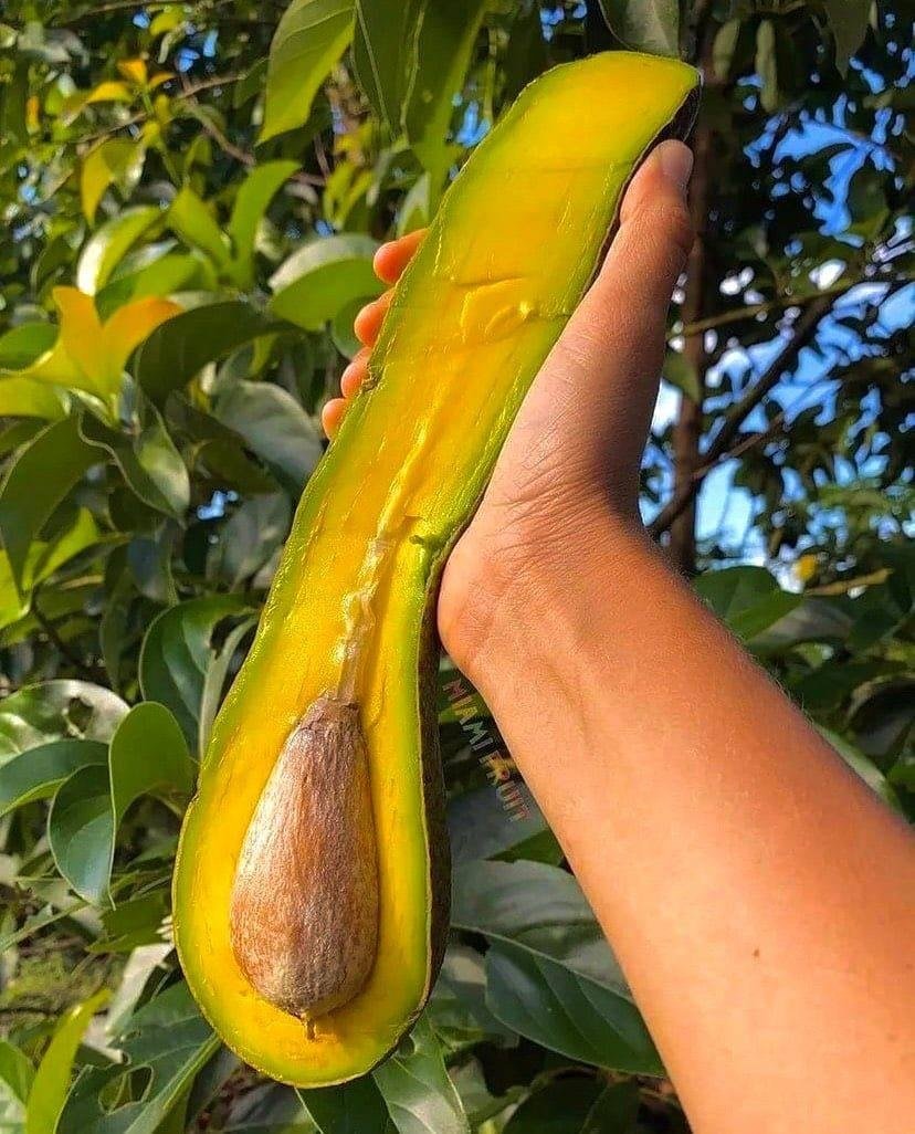 Long Neck Avocado Tree
