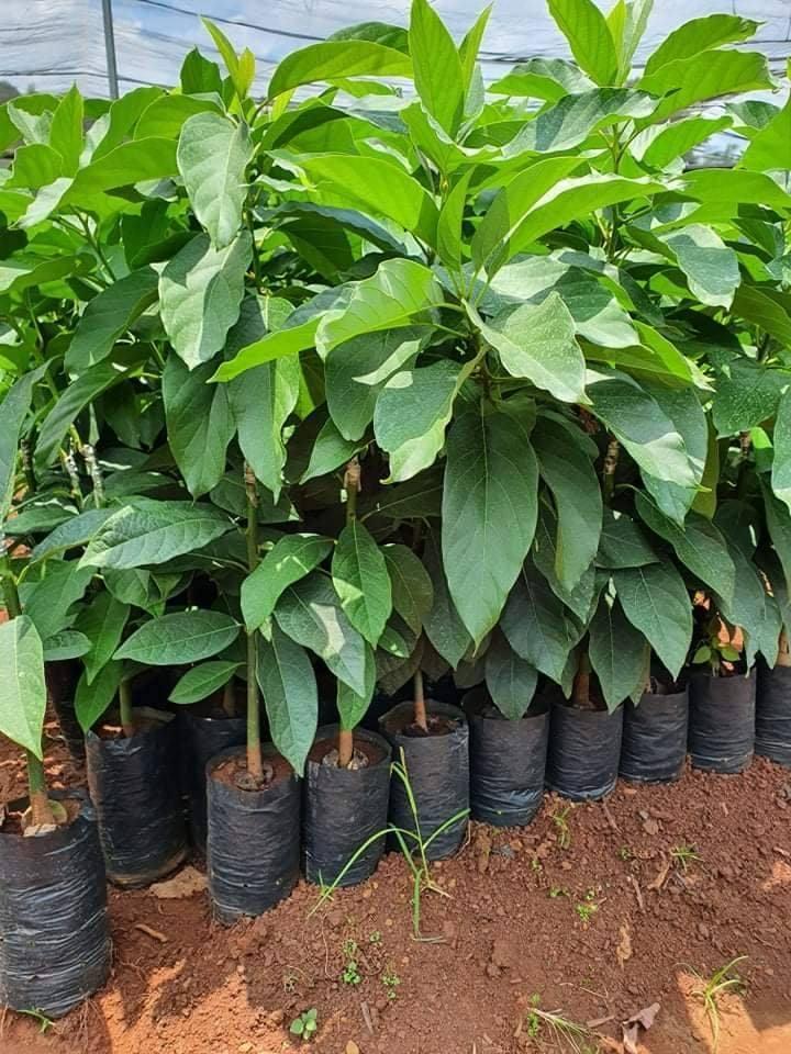 Long Neck Avocado Tree