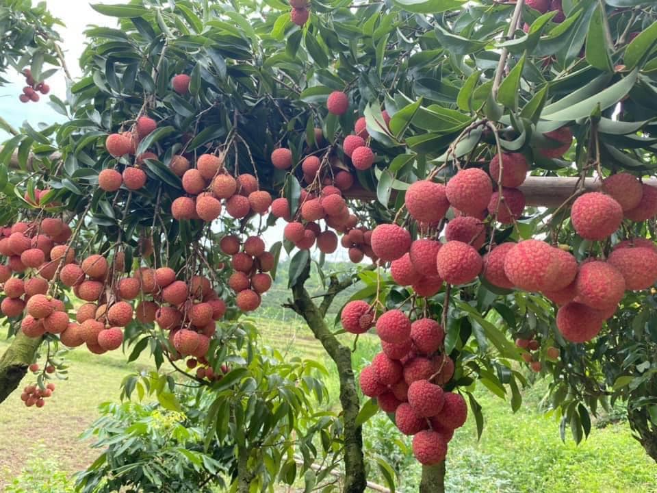 Lychee Tree