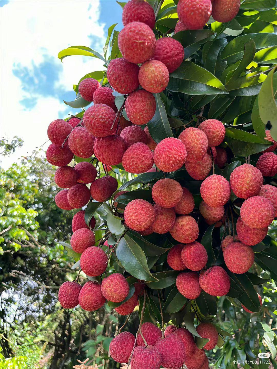 Lychee Tree