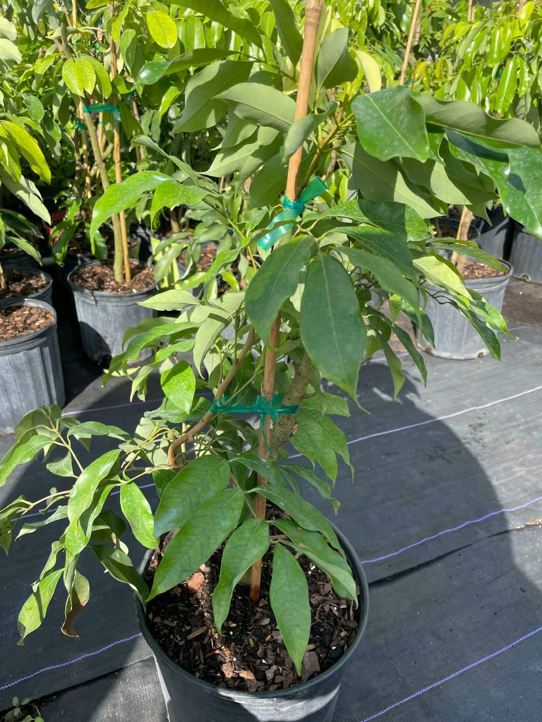 Lychee Tree