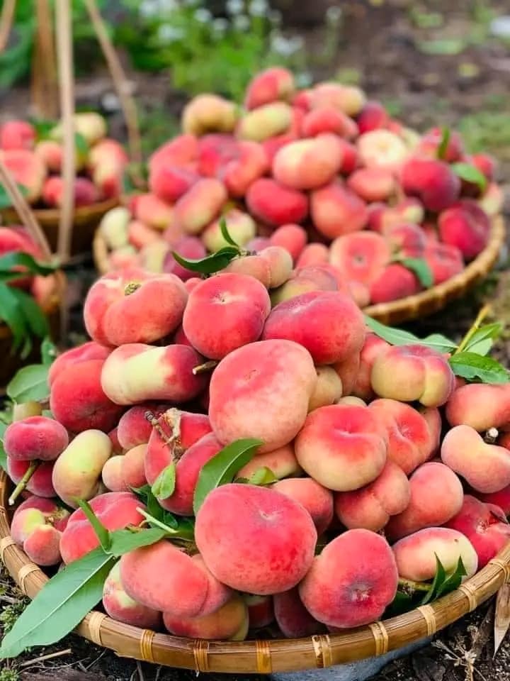 Saturn Peach (VOTED THE BEST-TASTING PEACH IN THE WORLD )