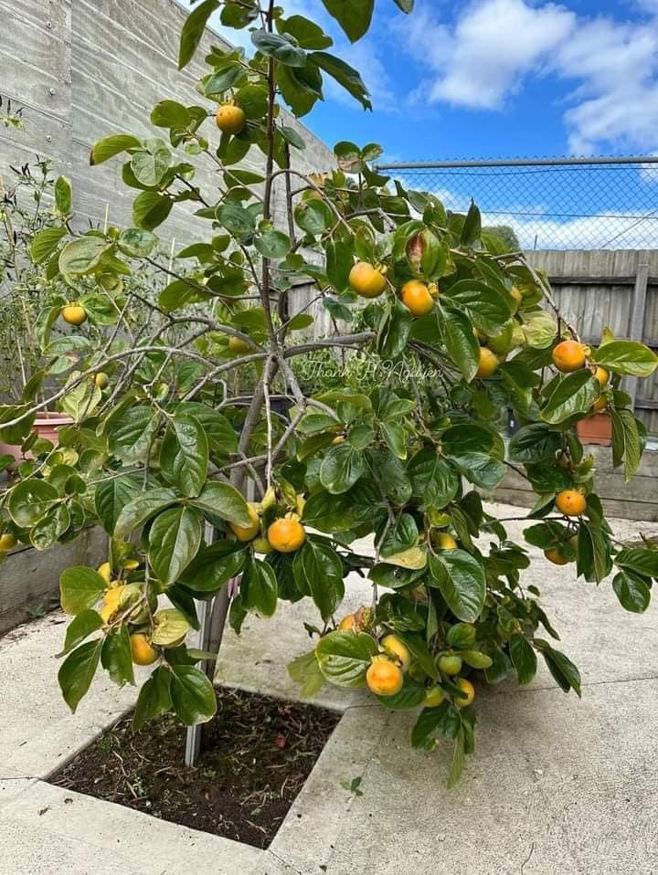 Fuyu Persimmon Tree
