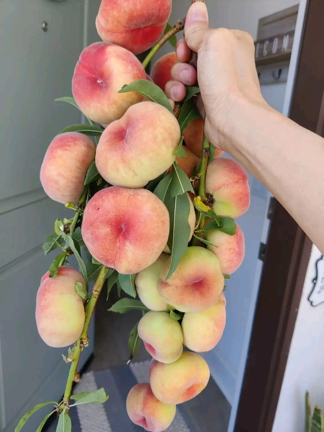 Saturn Peach (VOTED THE BEST-TASTING PEACH IN THE WORLD )