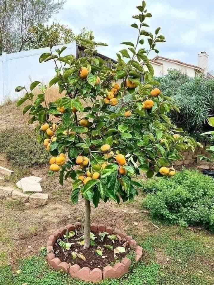 Fuyu Persimmon Tree