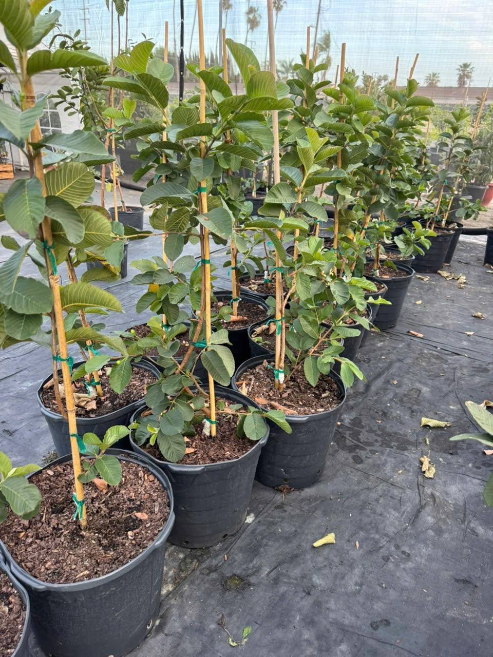 🌳 Pink Guava Seedling – Sweet, Refreshing, and Nutritious Fruit