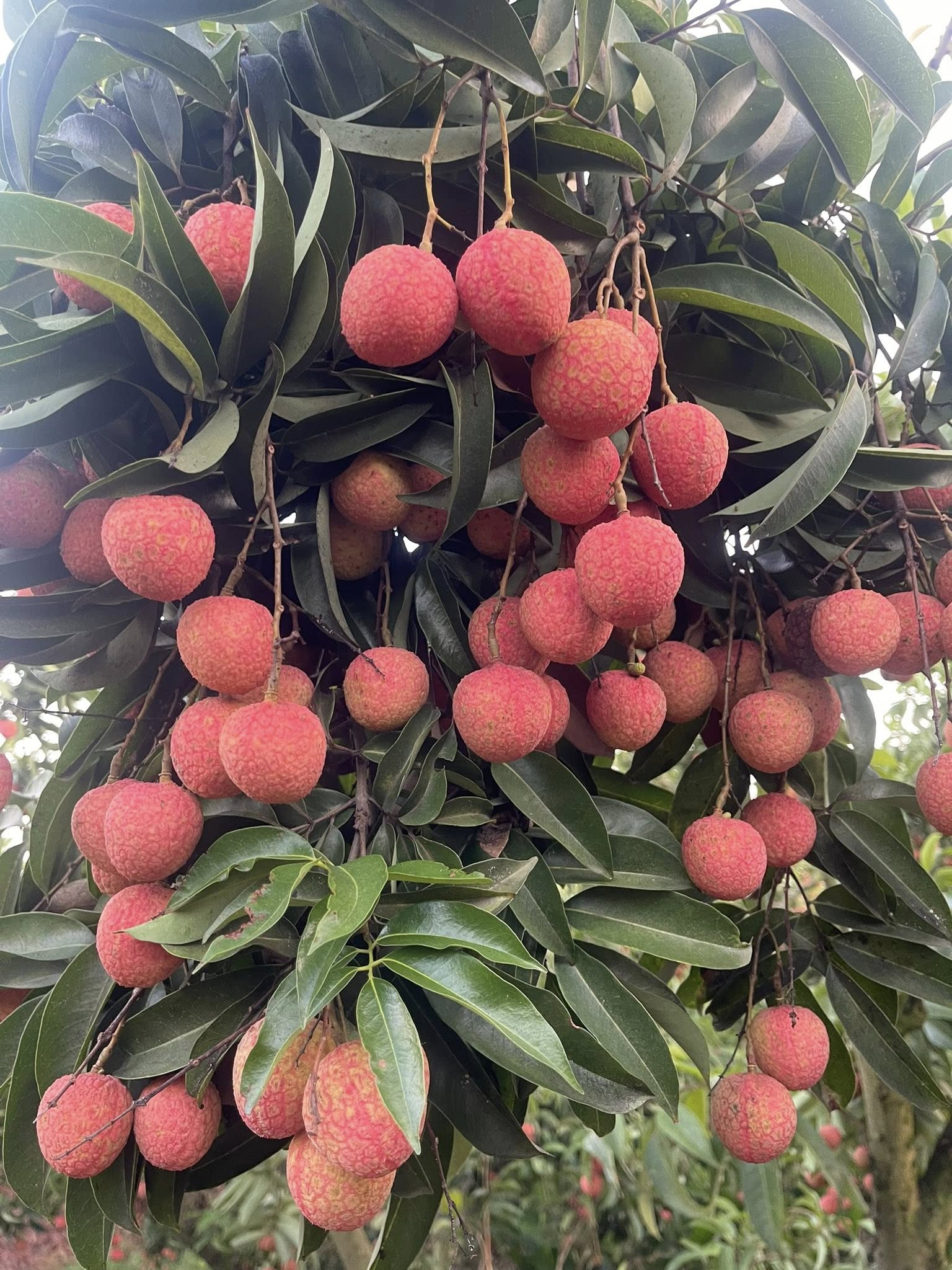 Lychee Tree