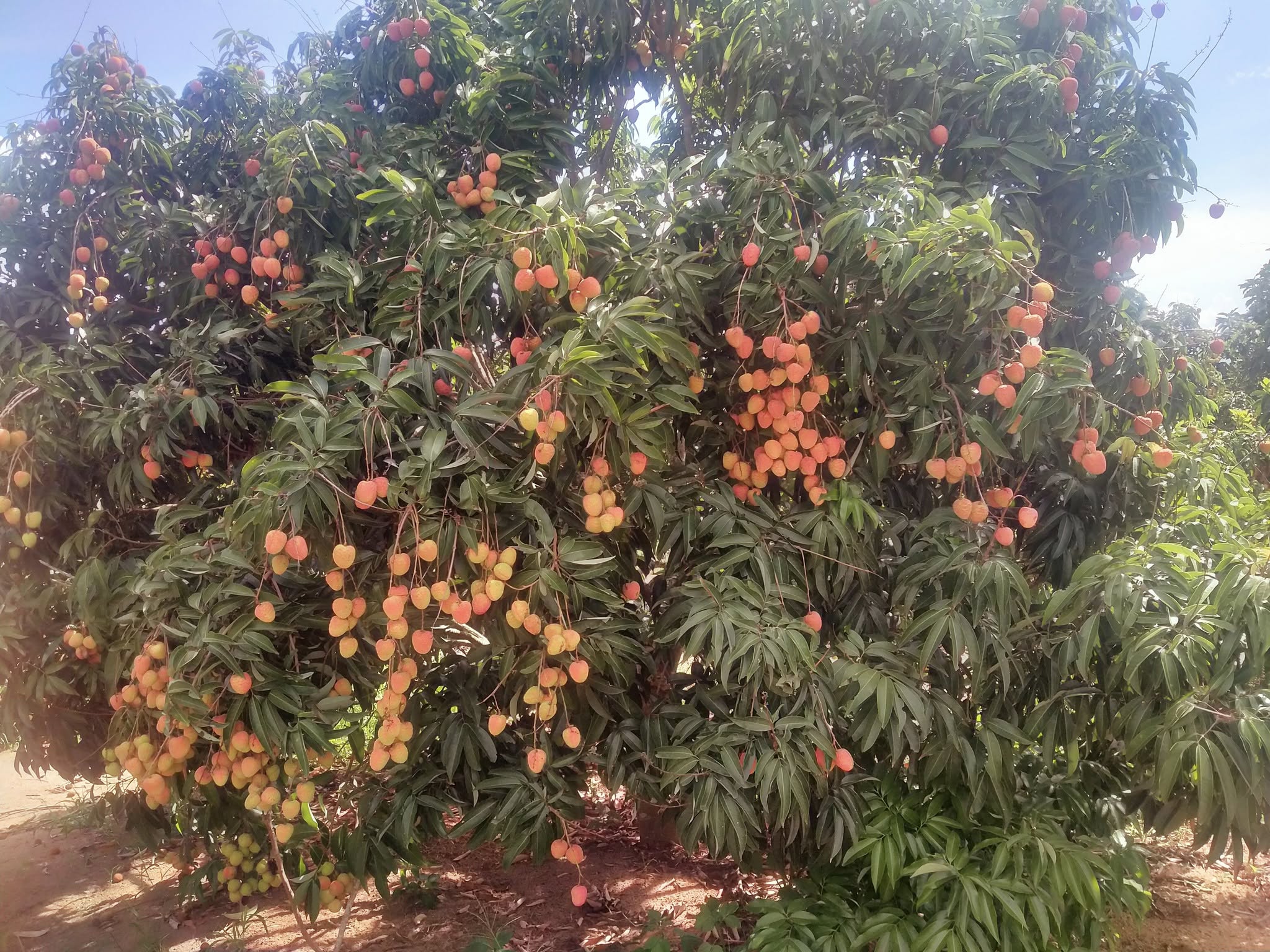 Lychee Tree