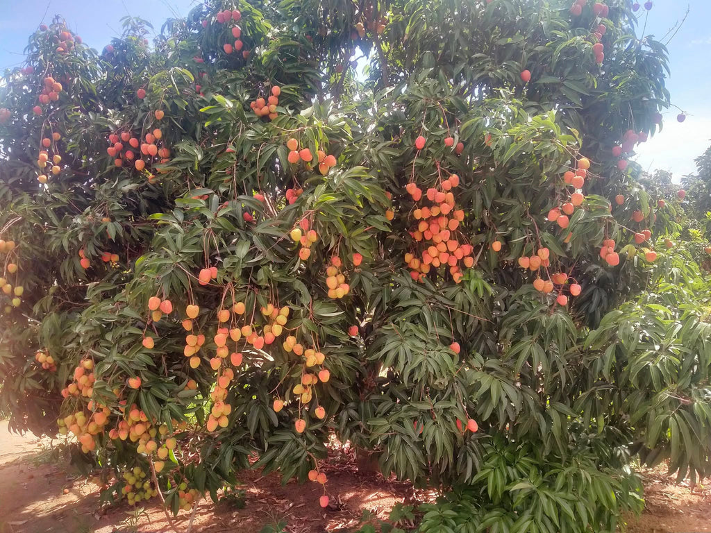 Lychee Tree