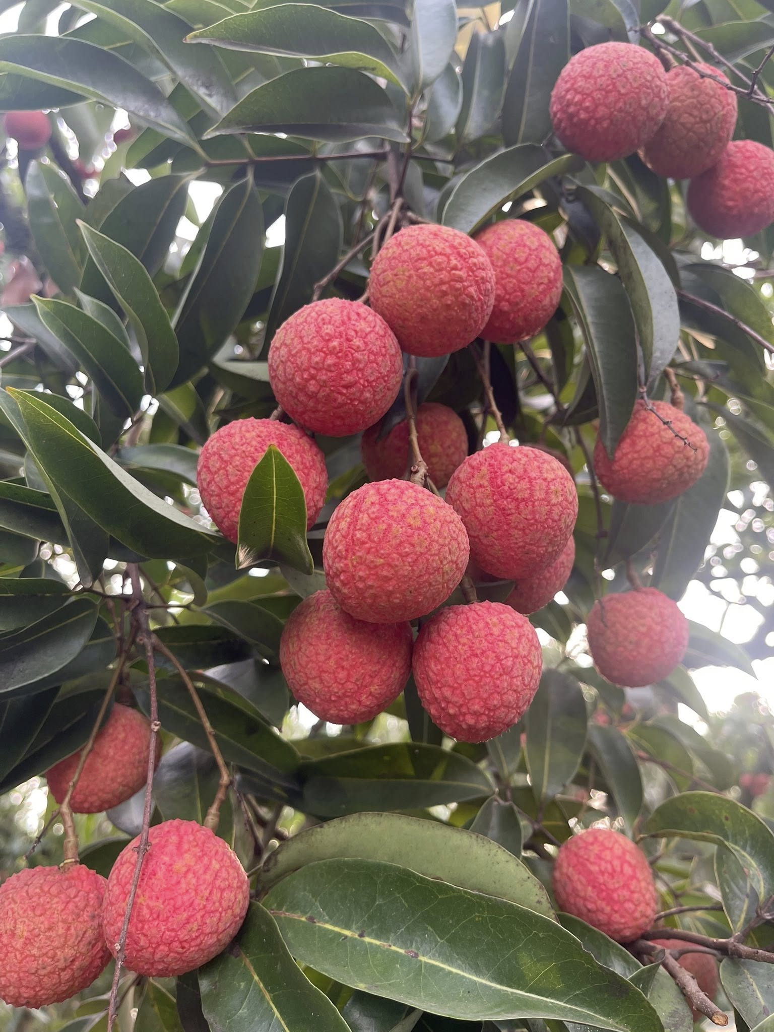 Lychee Tree