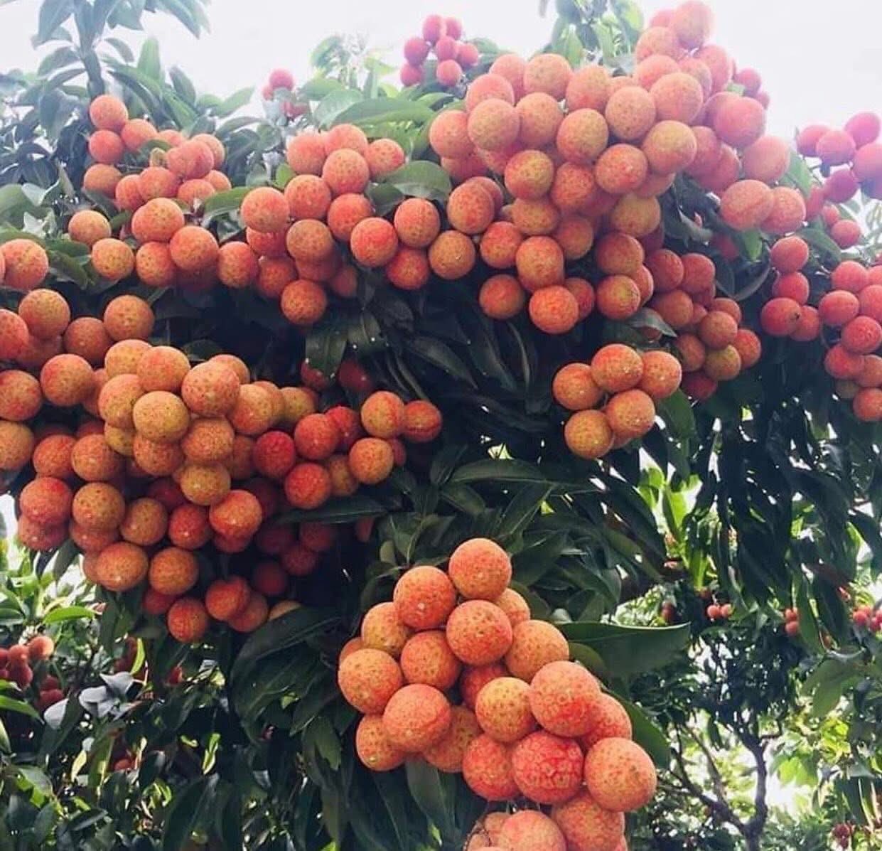 Lychee Tree
