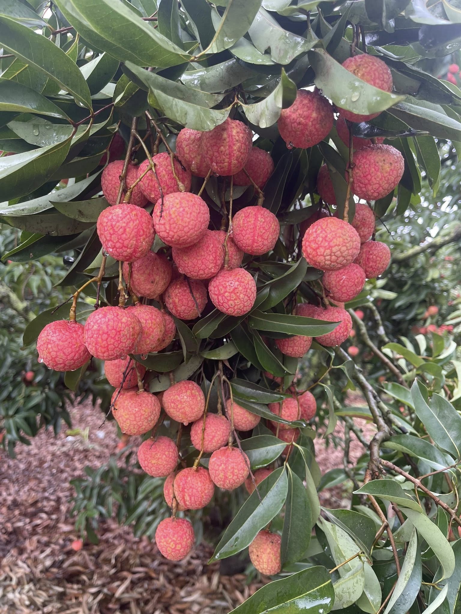 Lychee Tree