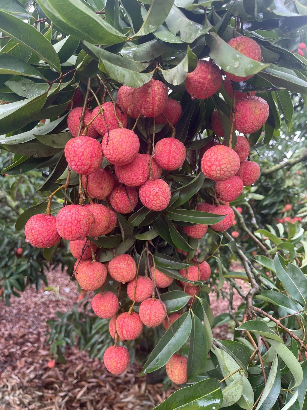 Lychee Tree