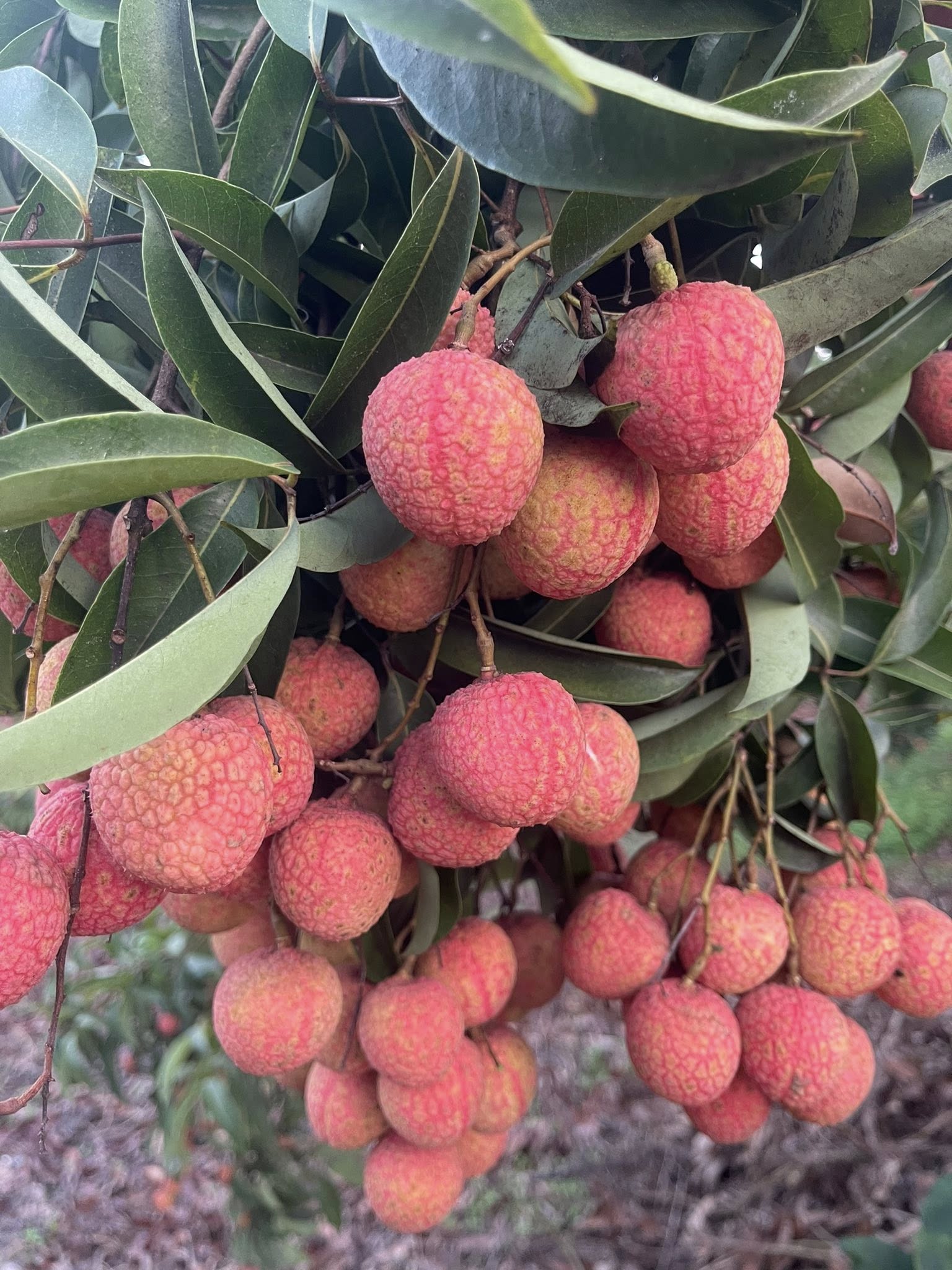 Lychee Tree