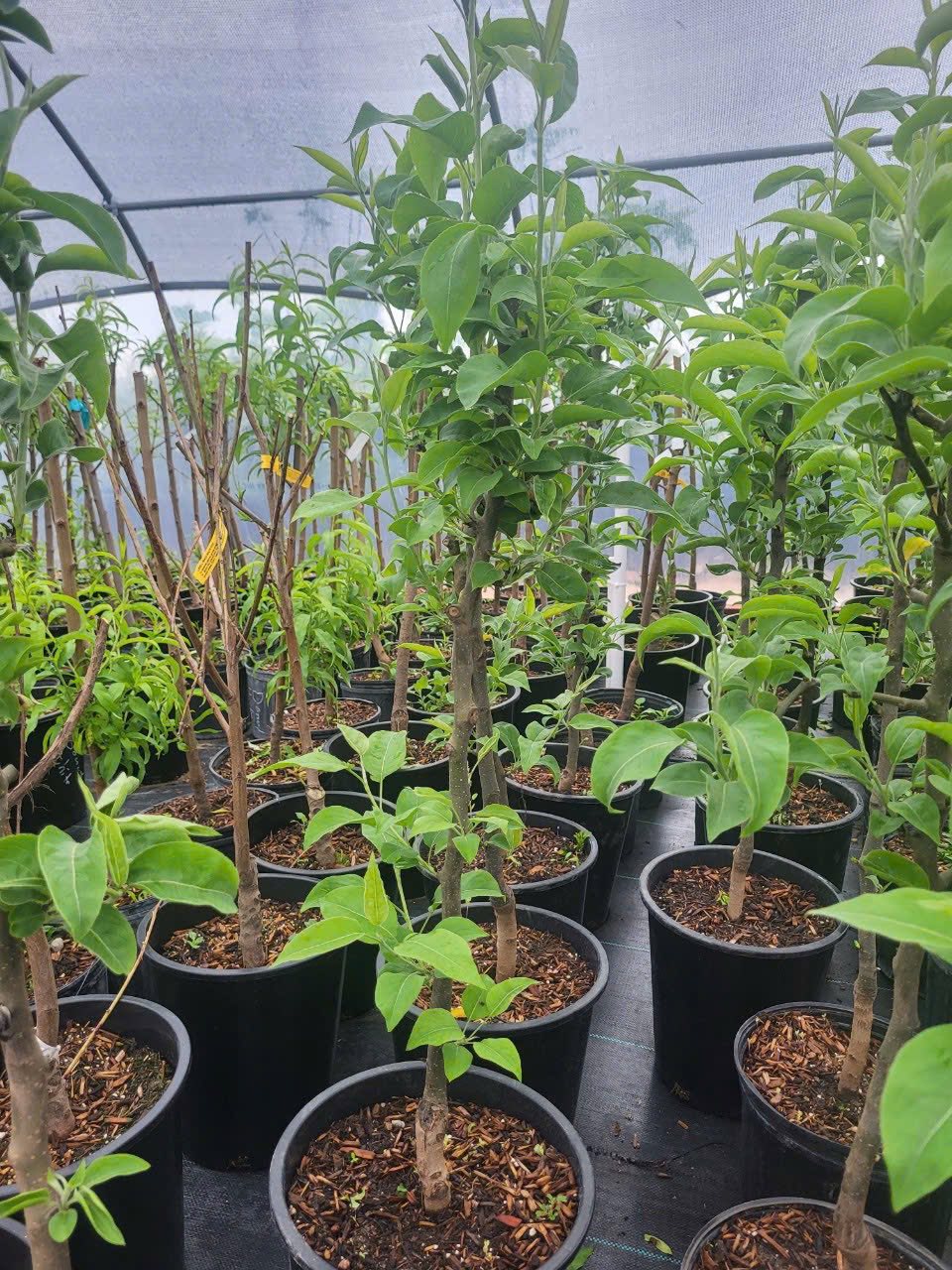 Asian Pear (also known as Nashi Pear or Apple Pear)