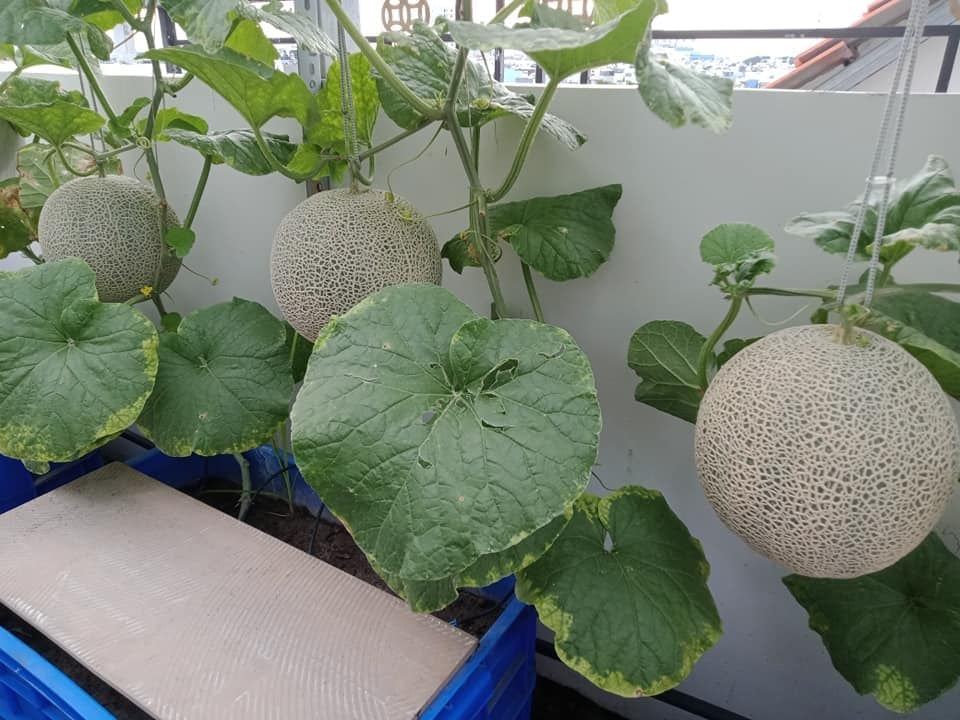 Japanese Yubari King Melon