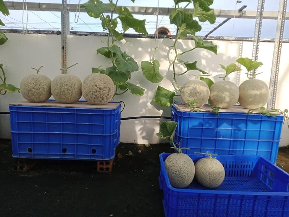 Japanese Yubari King Melon